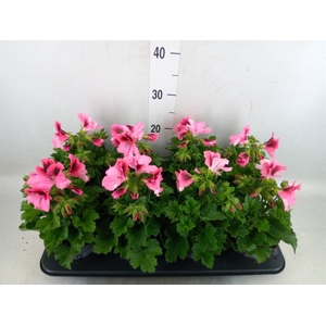 Pelargonium gran.   ..