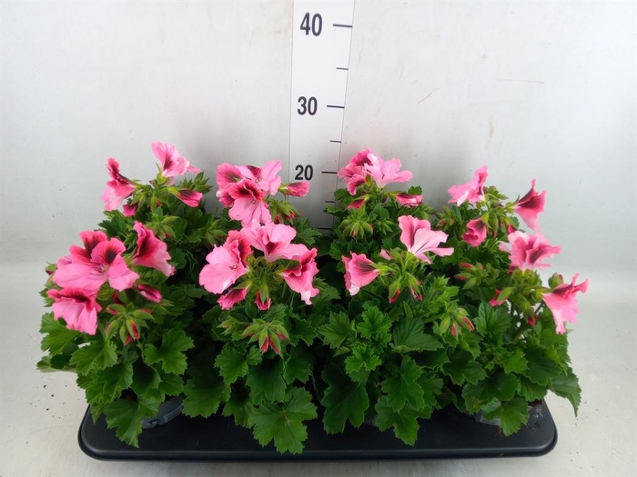 <h4>Pelargonium gran.   ..</h4>