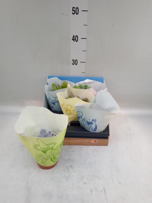 <h4>Succulents   ...</h4>