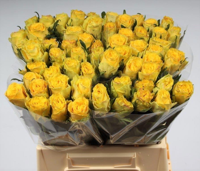 <h4>R GR GOOD TIMES</h4>