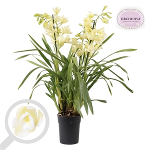 Cymbidium Vanilla Sky 3-4 tak