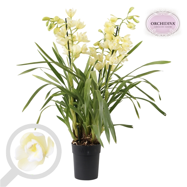 <h4>Cymbidium Vanilla Sky 3-4 tak</h4>