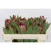 Protea Robijn