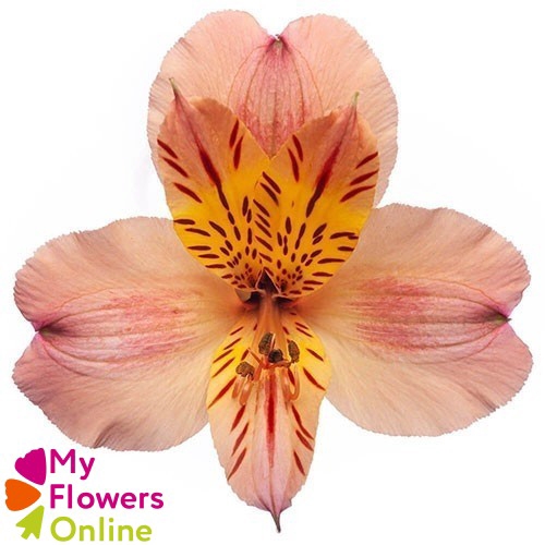 <h4>Alstr Peach  80cm EC</h4>