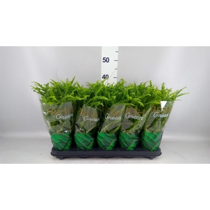 Nephrolepis cord. 'Duffii'