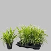Chlorophytum comosum 'Ocean'