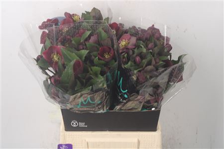 <h4>Hell Mammoth Red</h4>