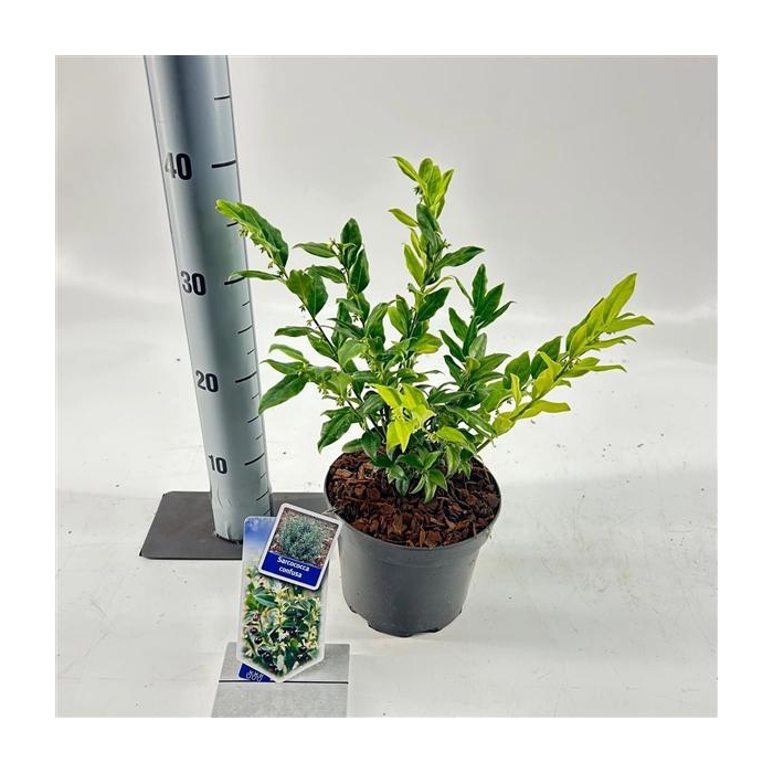 <h4>Sarcococca confusa</h4>