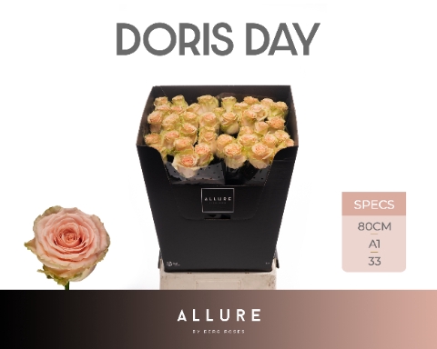 <h4>R GR DORIS DAY ALLURE</h4>