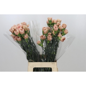 Dianthus St Honey