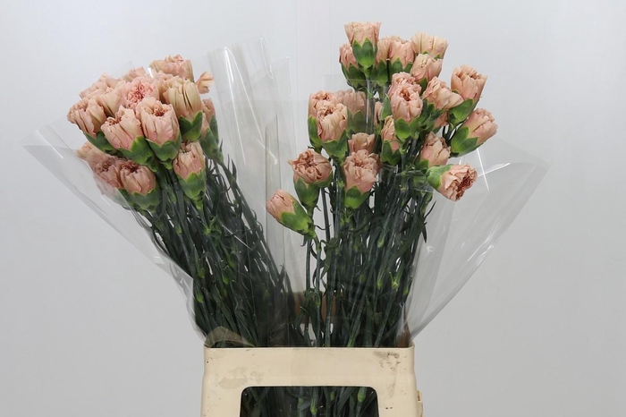 <h4>Dianthus St Honey</h4>