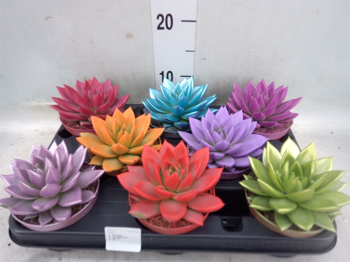 <h4>Echeveria  'Miranda'</h4>