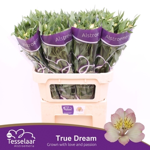 Alstroemeria true dream