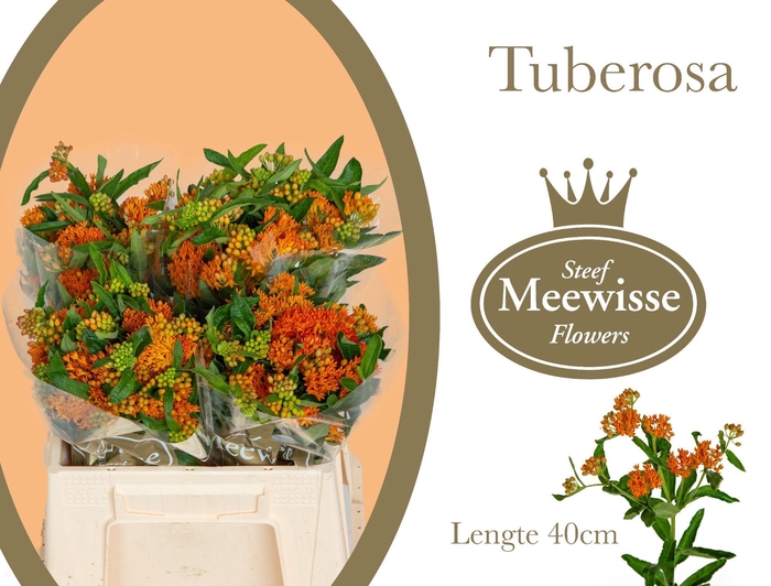 <h4>ASCL TUBEROSA</h4>
