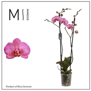 Mimesis Phal. Flirtation - 2 spike 12cm