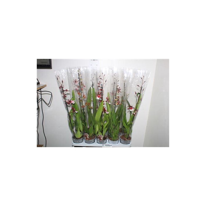 <h4>Cambria Grp Gem 1 Branche</h4>