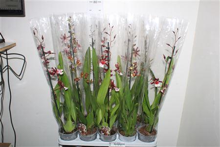 <h4>Cambria Grp Gem 1 Branche</h4>