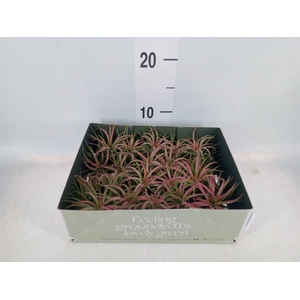 Tillandsia