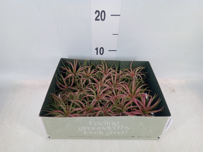 <h4>Tillandsia</h4>