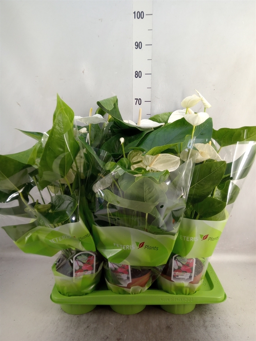 <h4>Anthurium andr. 'Sumi'</h4>