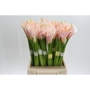 Zantedeschia Eydolls Salmon