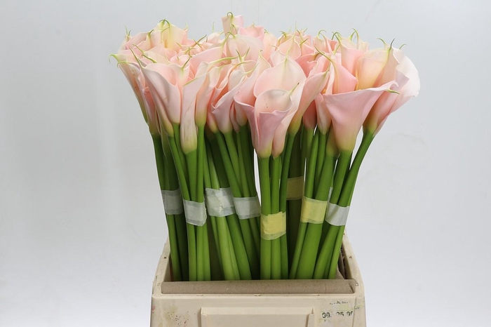 <h4>Zantedeschia Eydolls Salmon</h4>