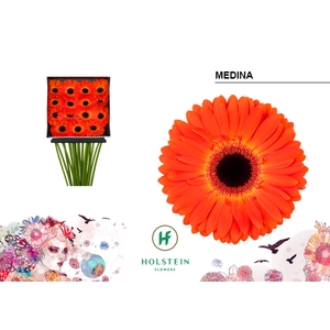 Gerbera Medina Diamond Per Kaart