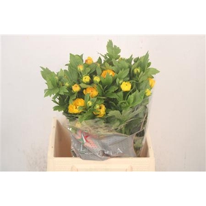 Ran N Moderna Sorrento