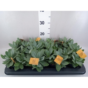 Senecio cephal. 'Mountain Fire'