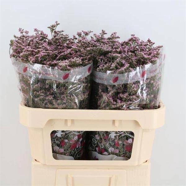 <h4>Limonium Oshi Pink Imani</h4>