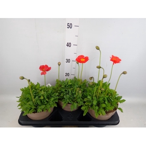 Papaver nudic.
