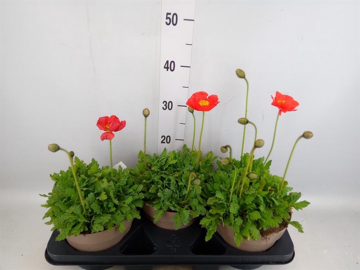 <h4>Papaver nudic.</h4>