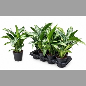 AG KL GREEN LADY