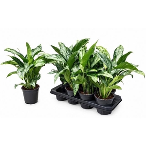 AG KL GREEN LADY