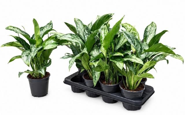 <h4>AG KL GREEN LADY</h4>