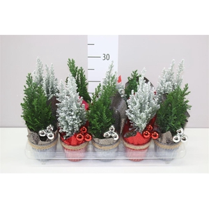 Chamaecyparis La Ellwoodii Snow Green Zink Touw