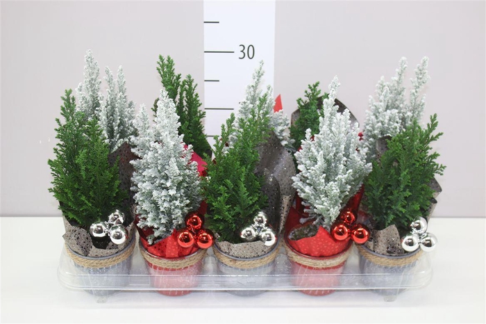 <h4>Chamaecyparis La Ellwoodii Snow Green Zink Touw</h4>