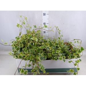 Hedera helix 'White Wonder'