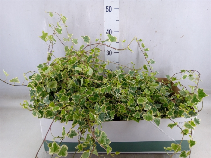 <h4>Hedera helix 'White Wonder'</h4>