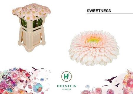 <h4>Ge Mi Pom Sweetness</h4>