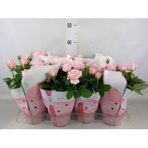 Rosa  'Amorosa Infinity Soft Pink'