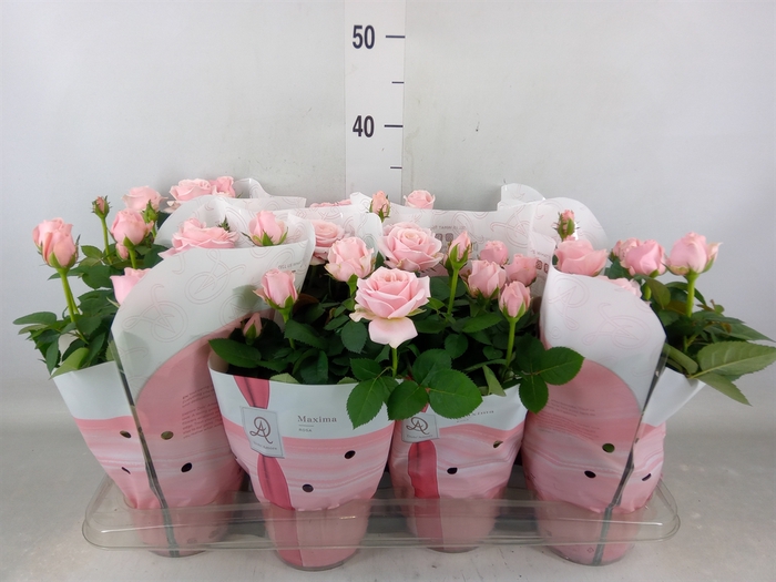 <h4>Rosa  'Amorosa Infinity Soft Pink'</h4>