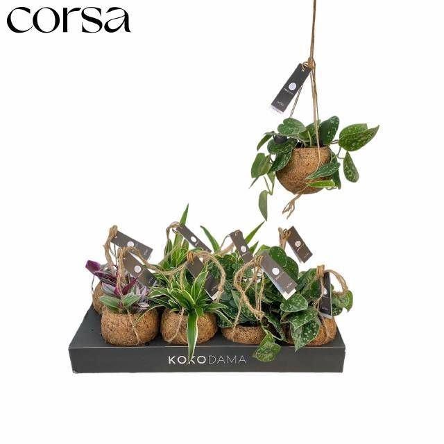 <h4>Planten Groen   ...mix  4</h4>