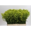 Solidago Tara Gold Buiten