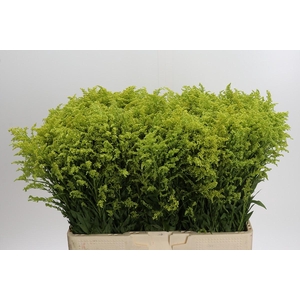 Solidago Tara Gold Buiten