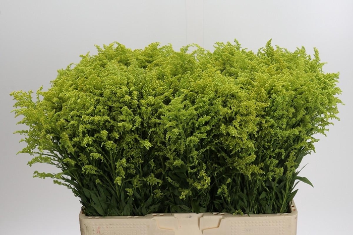<h4>Solidago Tara Gold Buiten</h4>