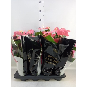 Anthurium andr. 'Colorado'