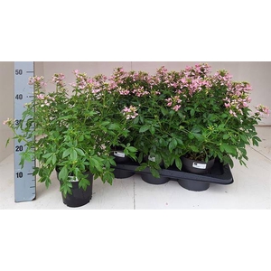 Cleome