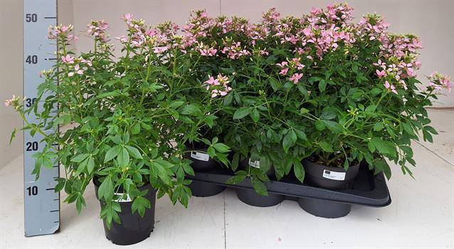 <h4>Cleome</h4>