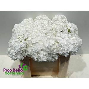 HYDR M ROYAL HIGHNES